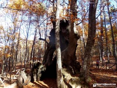 Castañar de El Tiemblo;Ávila; senderismo pedriza embalse de picadas cerezos en flor valle del jert